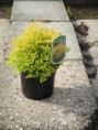 /album/fotogaleria-galeria/thuja-rheingold-1-jpg/